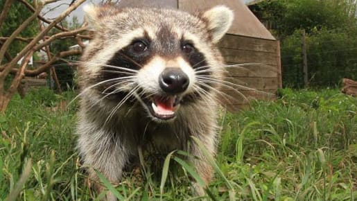 Waschbär: Der Waschbär macht sich auch in deutschen Gärten breit.