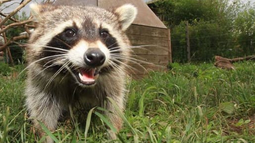 Waschbär: Der Waschbär macht sich auch in deutschen Gärten breit.