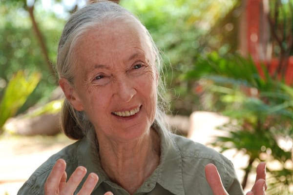 Jane Goodall, eine außergewöhnliche, einflussreiche Frau, Gründerin des "Jane Goodall Institute for Wildlife Research, Education and Conservation".