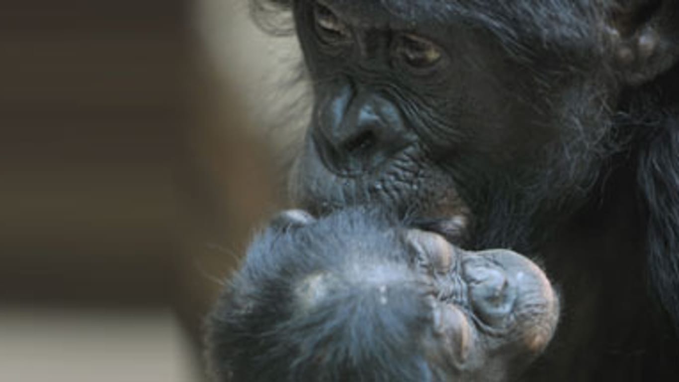Die mütterliche Unterstützung ist wichtig für den Paarungserfolg der Affen