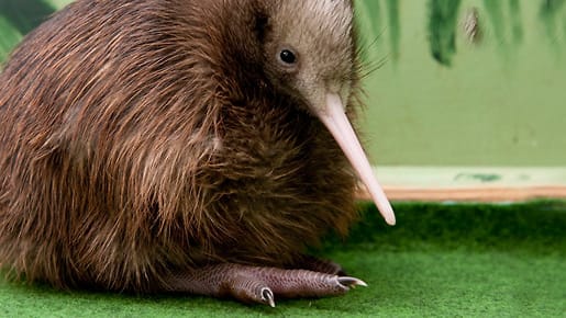 Tierreich: Kiwis sollen bald nicht mehr stinken - zu ihrem eigenen Schutz
