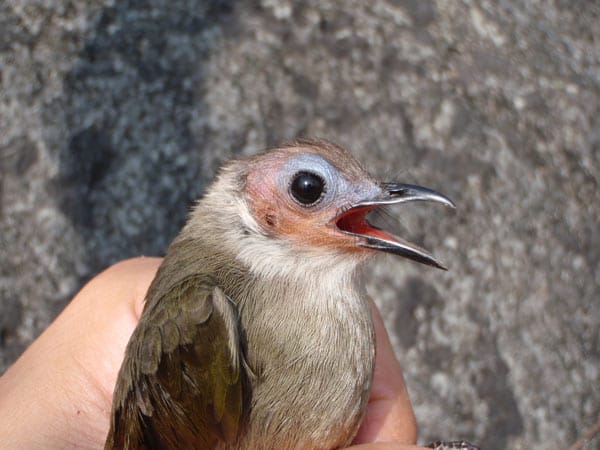 145 neue Arten sind in der Mekong-Region entdeckt worden, unter ihnen auch der glatzköpfige Singvogel (Pycnonotus hualon).