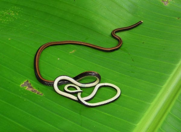 Eins von insgesamt zehn neuen Reptilienarten ist die zahnlose Schlange (Coluberoelaps nguyenvansangi), die in Südvietnam gefunden wurde.