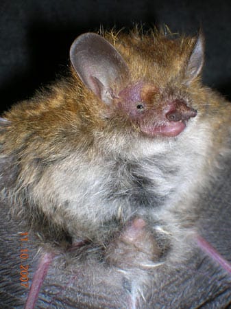 Kein besonders schönes Exemplar ist die Röhrennasenfledermaus (Murina eleryi).