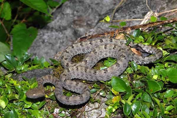 Ein weiteres Exemplar ist die hochgiftige Grubenotter (Protobothrops trungkhanhensis).