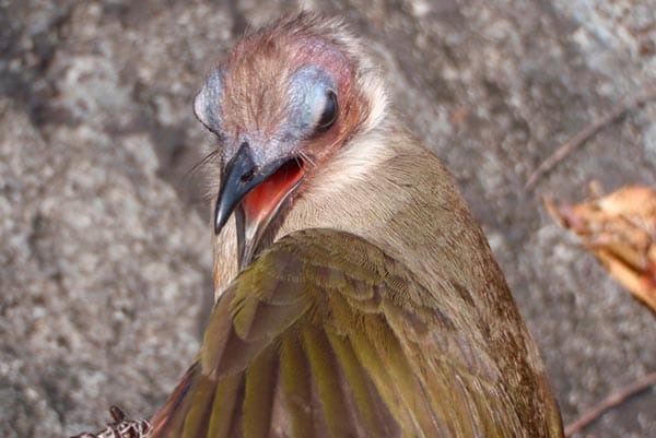 Der Glatzkopfbülbül (Pycnonotus Hualon) lebt vor allem in Laos.