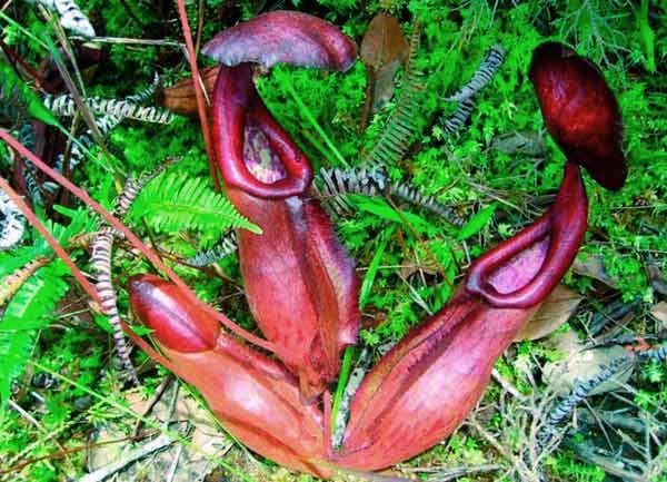 Deutlich auffälliger ist die Kannenpflanze (Nepenthes Bokorensis).