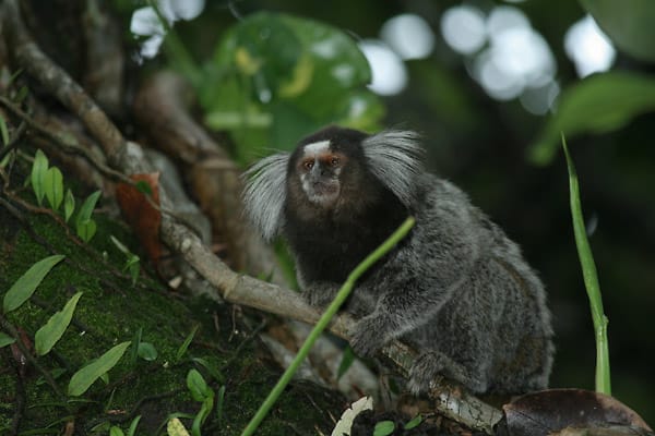 Laut einem neuen Bericht der Umweltschutzorganisation WWF wurden in den letzten zehn Jahren rund 1220 neue Arten am Amazonas entdeckt. Unter anderem die Affenart "Mico acariensis".