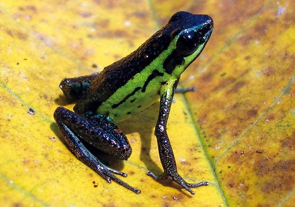 Jeden dritten Tag werde laut der Umweltschutzorganisation eine bislang unbekannte Tier- oder Pflanzenart entdeckt. Darunter auch viele Amphibien, wie die Froschart "Ameerega pongoensis".