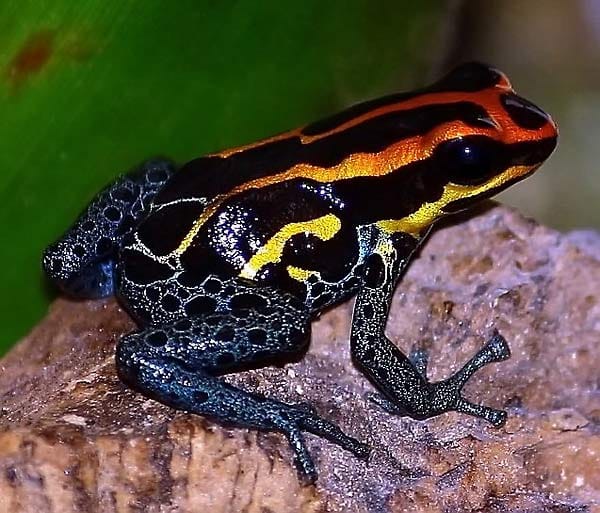 Vor allem der Frosch mit Flammenmuster sorgte unter den 216 entdeckten Amphibien für viel Aufsehen. Ihm wurde der Name "Ranitomeya amazonica" gegeben.