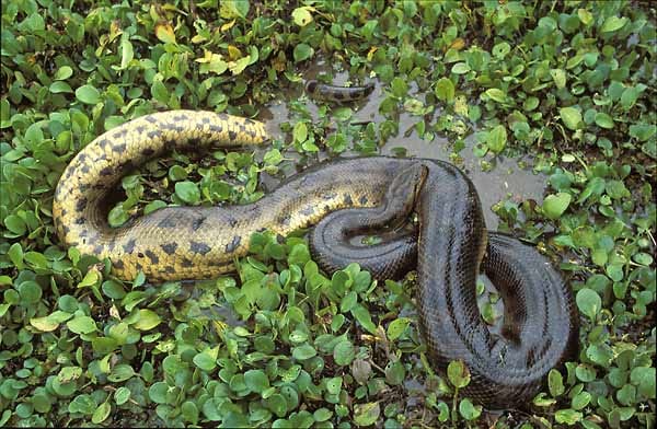 Die größte Entdeckung im wahrsten Sinne des Wortes war aber die vier Meter lange Anakonda-Art. Die Riesenschlange wurde 2005 in Bolivien entdeckt. Daher auch der Name "Anaconda boliviana Eunectes beniensis".