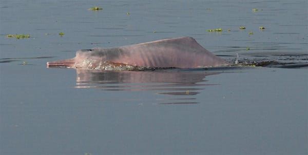 Ein "Inia bolivienses": Diesen Flussdelphin hatte man zuvor noch nie gesehen.