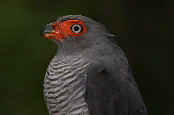 Eine der neuen 16 Vogelarten ist der Sperber "Micrastur mintoni".