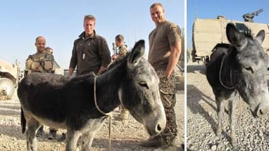 Bundeswehr: Esel Hermann trägt für die deutschen Soldaten künftig schwere Waffen und lenkt sie vom Kriegsalltag ab