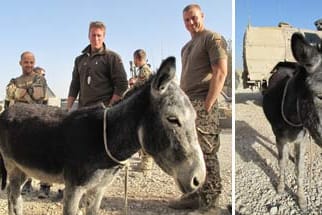 Bundeswehr: Esel Hermann trägt für die deutschen Soldaten künftig schwere Waffen und lenkt sie vom Kriegsalltag ab