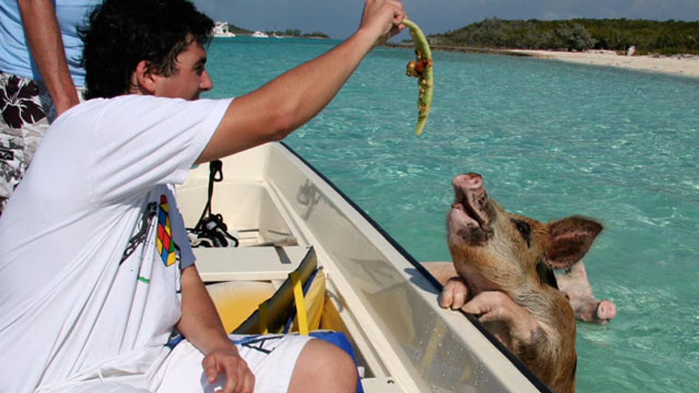 Schwimmende Schweine vor den Bahamas.
