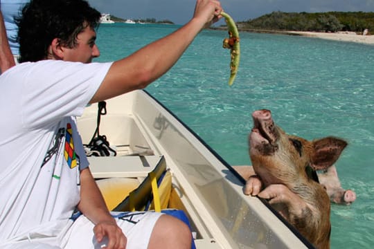 Schwimmende Schweine vor den Bahamas.