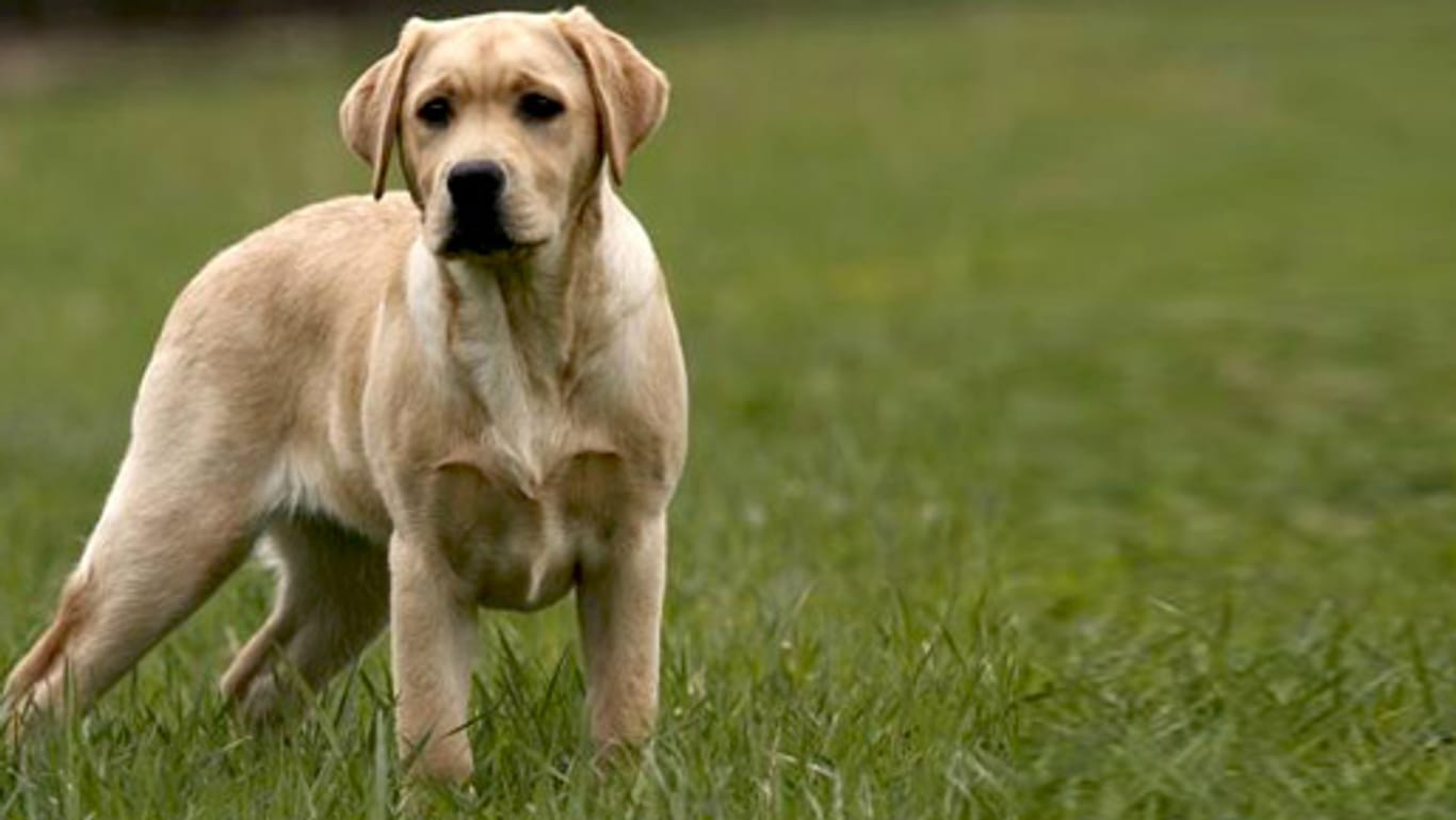 Auch kastrierte Hunde müssen nicht auf ihre Hoden verzichten - dank Schönheitschirurgie.