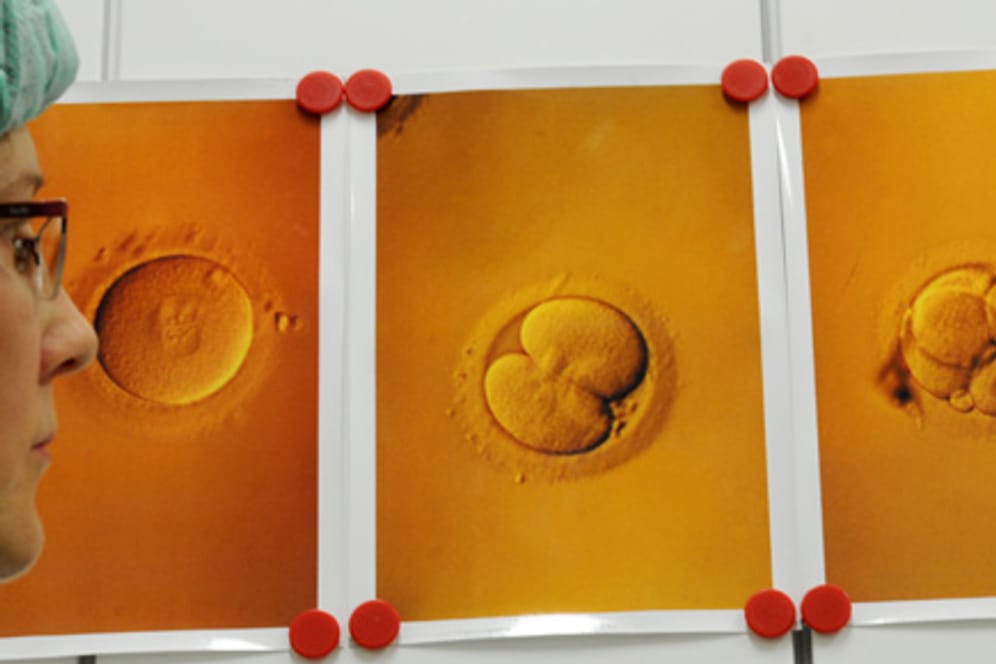 Ein Embryo wächst im Labor.