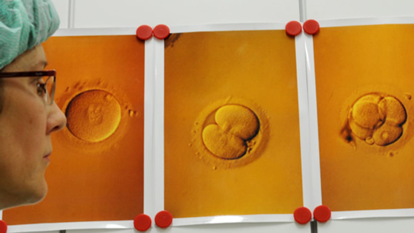 Ein Embryo wächst im Labor.