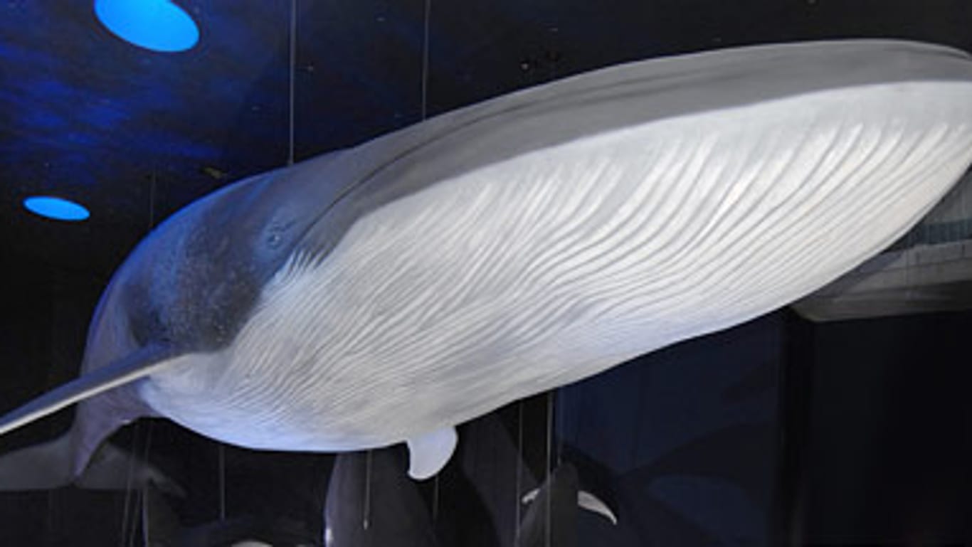 Blauwale nehmen mit einem Schluck 480.000 Kilokalorien auf