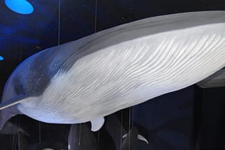 Blauwale nehmen mit einem Schluck 480.000 Kilokalorien auf