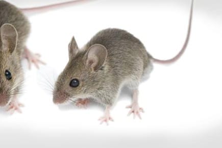 Forscher haben Mäuse mit zwei Vätern gezüchtet