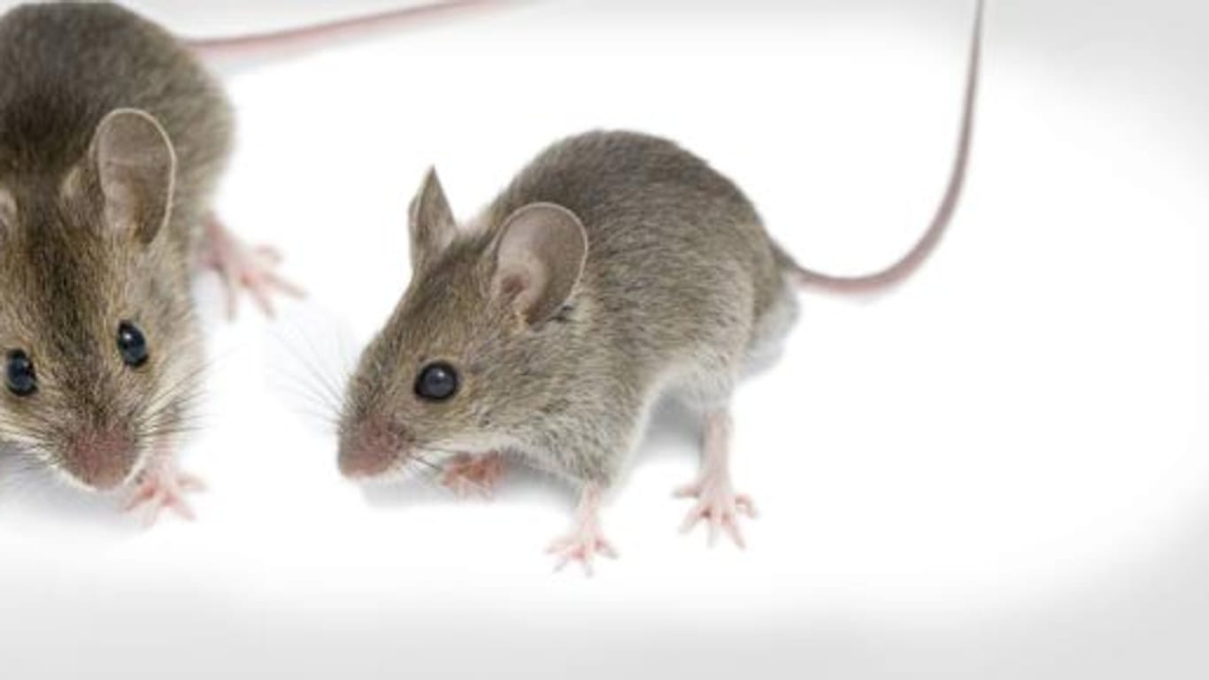 Forscher haben Mäuse mit zwei Vätern gezüchtet