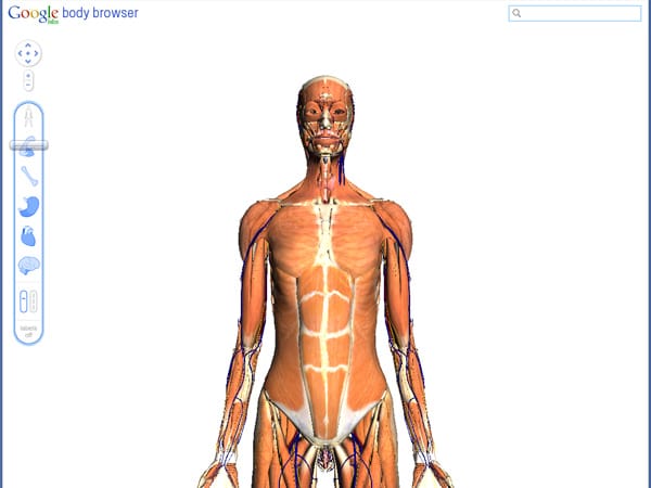 Die erste Schicht, die man im Google Body Browser dann sieht, ist die Muskulatur. (Screenshot: t-online.de)