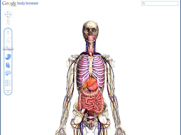 Hier zeigt der Google Body Browser Skelett, Blutgefäße und innere Organe. (Screenshot: t-online.de)