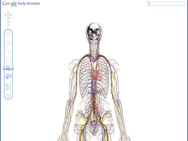 Hier zeigt der Google Body Browser nur noch das Herzkreislaufsystem und die Nervenbahnen an. (Screenhsot: t-online.de)
