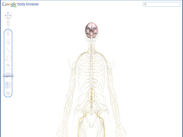 In der untersten Stufe des Schiebereglers beschränkt sich die Darstellung auf Gehirn und Nervenbahnen. (Screenshot: t-online.de)