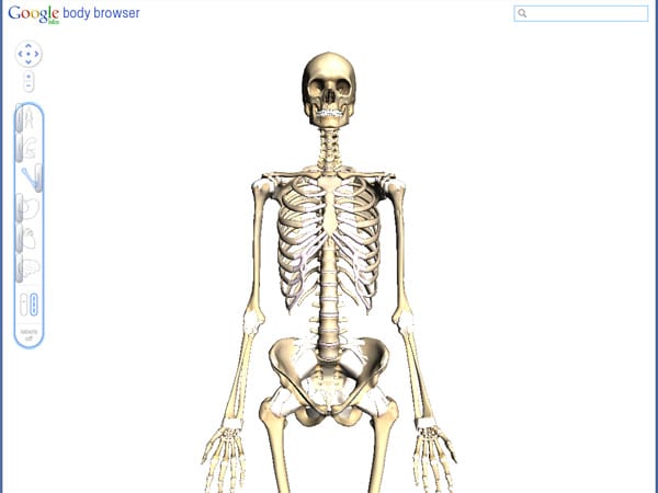 Mit den Schaltern in der linken Leiste können einzelne Teile ein- und ausgeblendet werden. So kann beispielsweise das Skelett freigelegt werden. (Screenshot: t-online.de)
