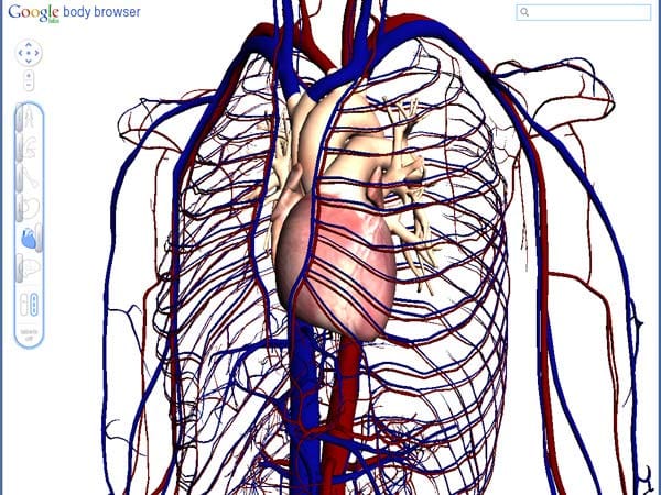 Der Google Body Browser zeigt hier, wie das Herz mit dem Lungenkreislauf und dem Körperkreislauf verbunden ist. (Screenshot: t-online.de)
