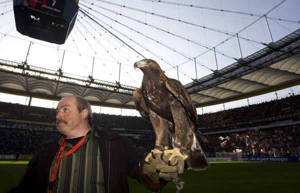König der Lüfte: Eintracht Frankfurts Vereinsmaskottchen ist seit 2005 der Steinadler "Attila" (6 Jahre, kann bis zu 40 Jahre alt werden). Er soll an den Adler im Wappen des Bundesligisten erinnern.