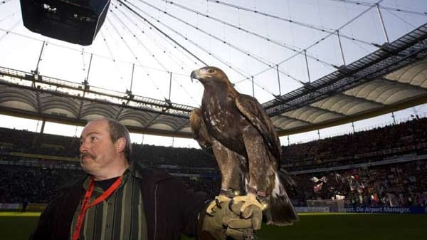 König der Lüfte: Eintracht Frankfurts Vereinsmaskottchen ist seit 2005 der Steinadler "Attila" (6 Jahre, kann bis zu 40 Jahre alt werden). Er soll an den Adler im Wappen des Bundesligisten erinnern.