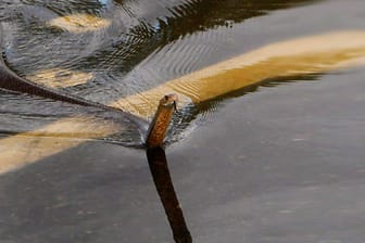 Australien: Mit dem Hochwasser kommen die Schlangen