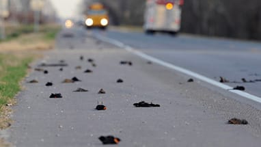 Hunderte tote Vögel liegen auf einer Landstraße bei der Ortschaft Pointe Coupee im US-Bundesstaat Louisiana