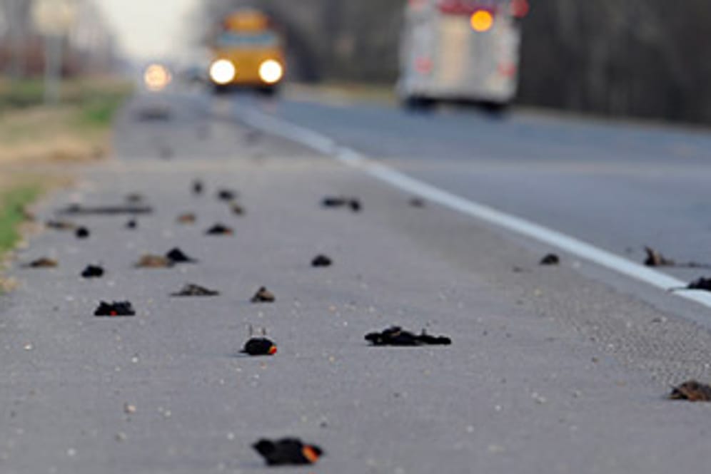 Hunderte tote Vögel liegen auf einer Landstraße bei der Ortschaft Pointe Coupee im US-Bundesstaat Louisiana
