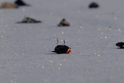 Tote Vögel liegen auf einer Landstraße bei der Ortschaft Pointe Coupee im US-Bundesstaat Louisiana