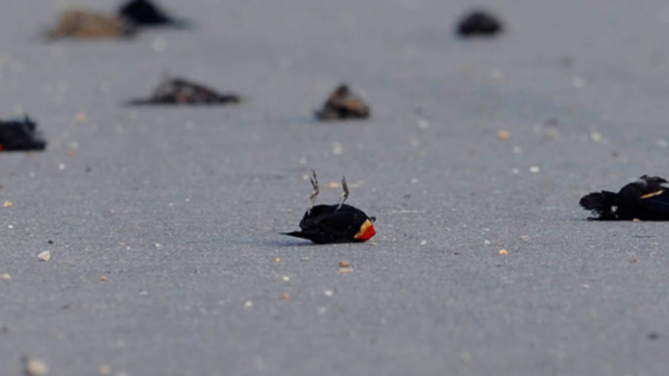 Tote Vögel liegen auf einer Landstraße bei der Ortschaft Pointe Coupee im US-Bundesstaat Louisiana