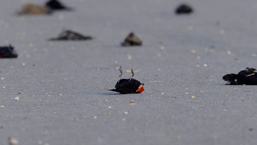 Tote Vögel liegen auf einer Landstraße bei der Ortschaft Pointe Coupee im US-Bundesstaat Louisiana Tote Vögel liegen auf einer Landstraße bei der Ortschaft Pointe Coupee im US-Bundesstaat Louisiana