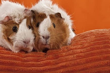 Frisch verliebt sind sie ganz schön blöd: Meerschweinchen. Ob das bei Menschen auch so ist?