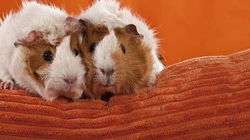 Frisch verliebt sind sie ganz schön blöd: Meerschweinchen. Ob das bei Menschen auch so ist?