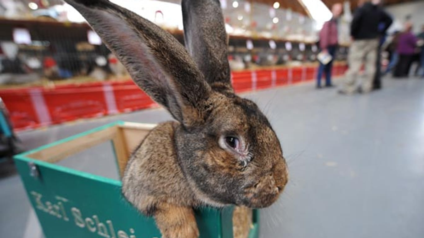 Tiere: Auf der Kaninchenschau geht es um schöne Ohren und die richtige Präsentation (Archivfoto: dpa)
