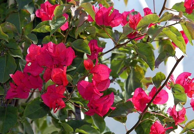 Bougainvillea: Die mediterrane Pflanze wächst in Kübeln und blüht vom Juni bis zum Spätherbst. Nur bei heller Vorkultur beim Gärtner kann sie schon ab April blühen. Sie liebt im Sommer einen vollsonnigen, windgeschützten Standort.