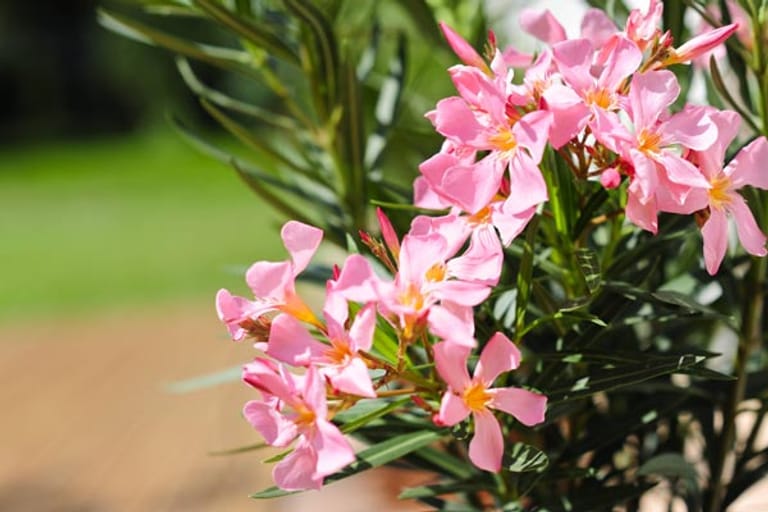 Oleander: Die Pflanze wächst in Kübeln und mag es sonnig und warm.