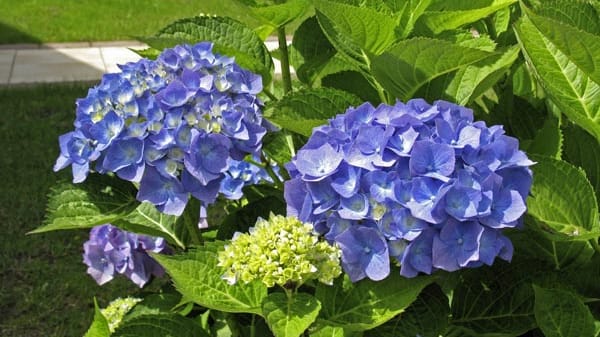 Hortensie: Die Pflanzen bevorzugen einen Standort im Halbschatten und wachsen auf Balkonen problemlos in Kübeln. Hortensien benötigen viel Wasser. besonders im Sommer. Zudem sollten Hortensien an einem windgeschützten Standort stehen.