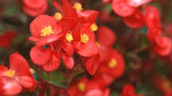 Begonie: Diese Pflanzen sind im allgemein recht anspruchslos und daher leicht zu pflegen. Die Blüten können recht einfach, bis sehr voll sein. Die Begonie mag einen halbschattigen Standort. Volle Sonne verträgt sie im Frühling, jedoch im Sommer nur bedingt. Direkte Mittagssonne sollte vermieden werden.