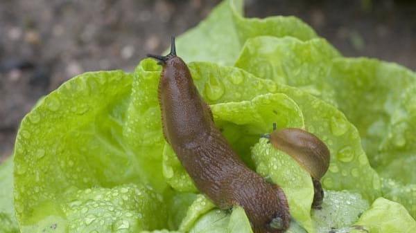 Die nervigsten Garten-Schädlinge loswerden